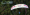 Ozone LM5