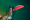 BGD Wasp