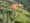 Powered Paraglider QUAD PACKAGE - INCLUDES THE PARAGLIDER, BlackHawk AirMax 220
