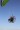 BlackHawk 125 Rhino Frame Powered Paragliding