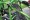 Green Eagle, ppg, paraglider, 4stroke, powered paraglider