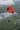 APCO Thrust IV