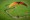 BlackHawk 125 Rhino Frame Powered Paragliding