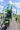 Green Eagle, ppg, paraglider, 4stroke, powered paraglider